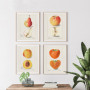 Постер "Vintage Apple. Botanical illustration"