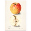 Постер "Vintage Apple. Botanical illustration"