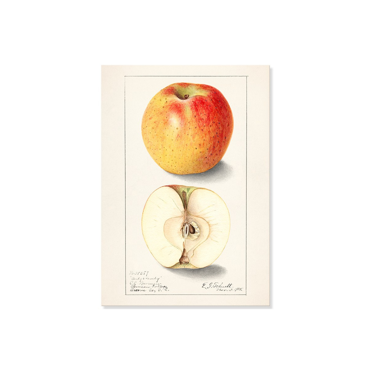 Постер "Vintage Apple. Botanical illustration"