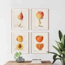 Постер "Vintage Peach. Botanical illustration"