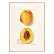 Постер "Vintage Peach. Botanical illustration"