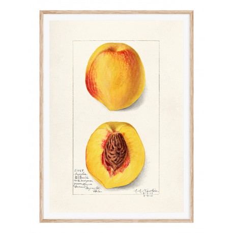 Постер "Vintage Peach. Botanical illustration"