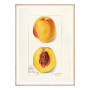 Постер "Vintage Peach. Botanical illustration"