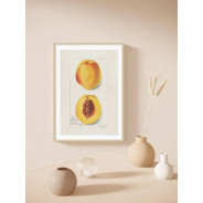 Постер "Vintage Peach. Botanical illustration"