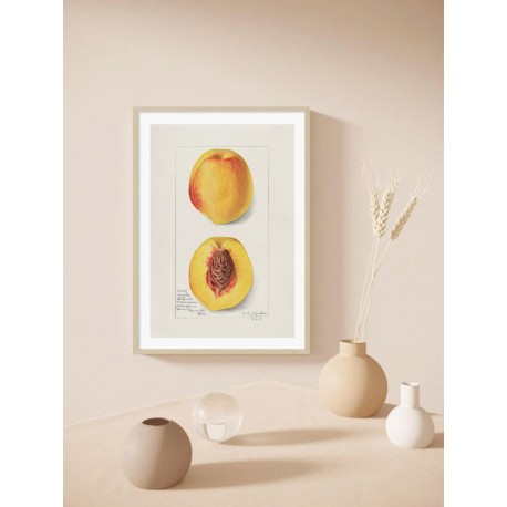Постер "Vintage Peach. Botanical illustration"