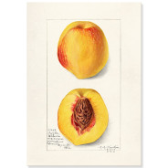 Постер "Vintage Peach. Botanical illustration"