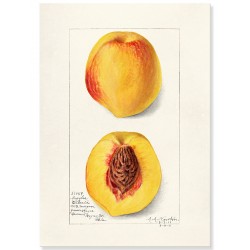 Постер "Vintage Peach. Botanical illustration"