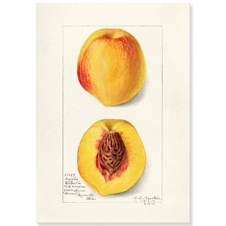 Постер "Vintage Peach. Botanical illustration"