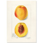Постер "Vintage Peach. Botanical illustration"