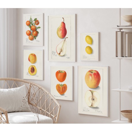 Постер "Vintage Persimmon. Botanical illustration"