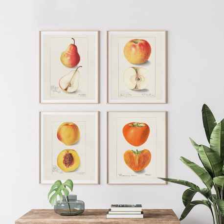 Постер "Vintage Persimmon. Botanical illustration"