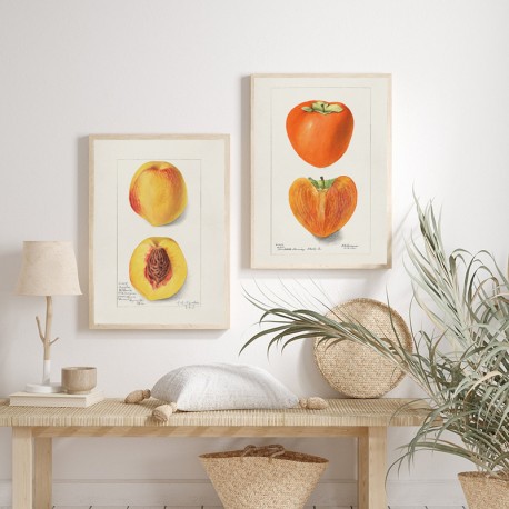 Постер "Vintage Persimmon. Botanical illustration"