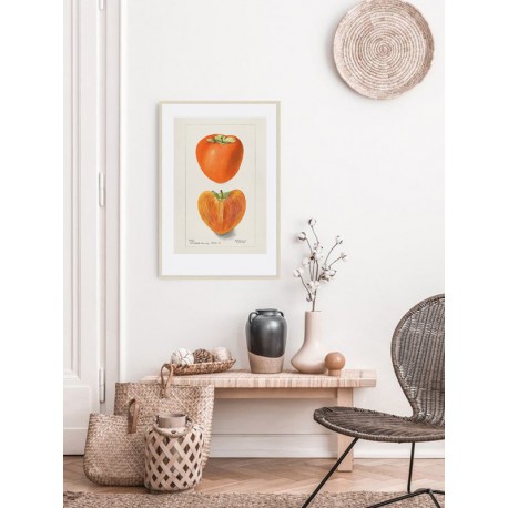 Постер "Vintage Persimmon. Botanical illustration"