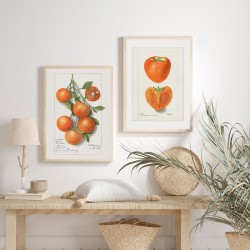 Постер "Vintage Persimmon. Botanical illustration"