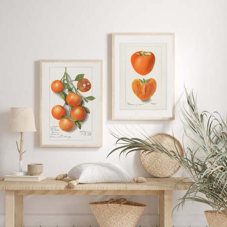 Постер "Vintage Persimmon. Botanical illustration"