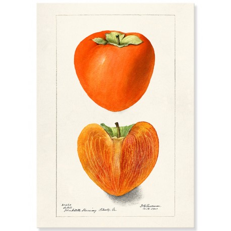 Постер "Vintage Persimmon. Botanical illustration"