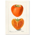 Постер "Vintage Persimmon. Botanical illustration"