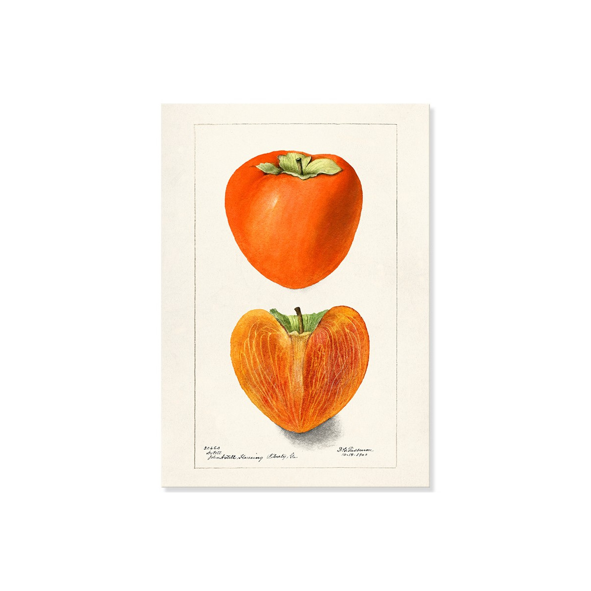Постер "Vintage Persimmon. Botanical illustration"