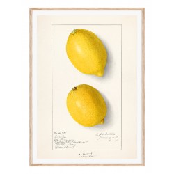 Постер "Vintage Lemon. Botanical illustration"