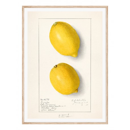 Постер "Vintage Lemon. Botanical illustration"