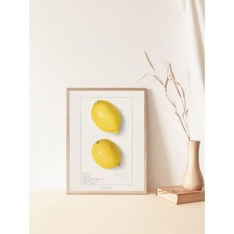 Постер "Vintage Lemon. Botanical illustration"