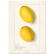 Постер "Vintage Lemon. Botanical illustration"