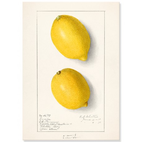 Постер "Vintage Lemon. Botanical illustration"