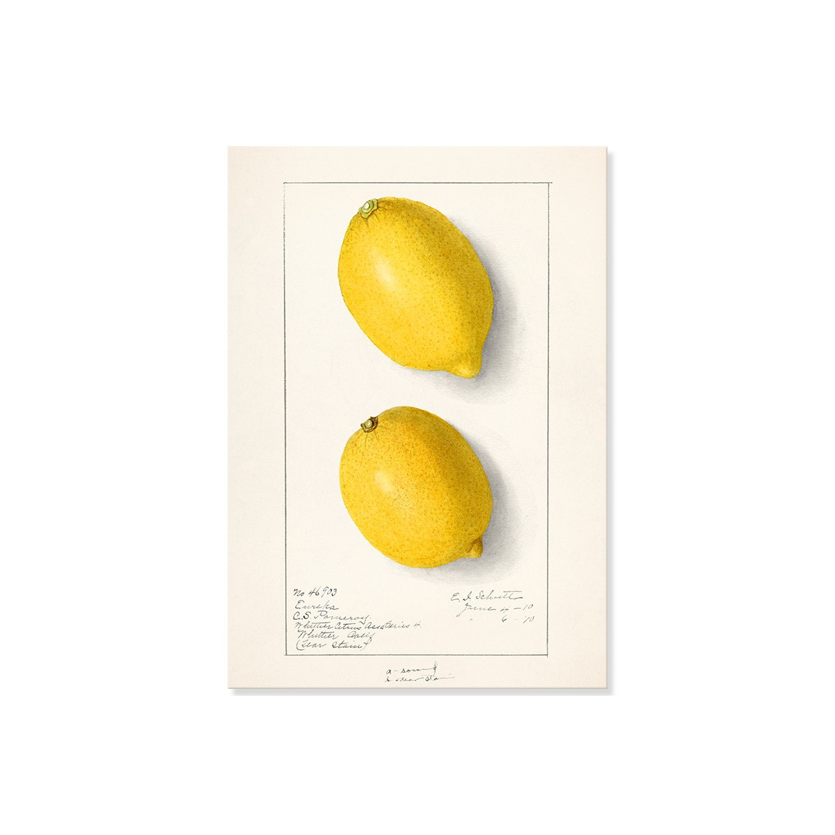 Постер "Vintage Lemon. Botanical illustration"