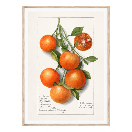 Постер "Vintage Orange. Botanical illustration"