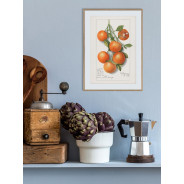 Постер "Vintage Orange. Botanical illustration"