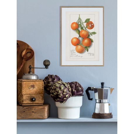 Постер "Vintage Orange. Botanical illustration"