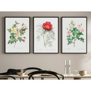 Постер "Botanical flowers"