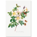 Постер "Botanical flowers"
