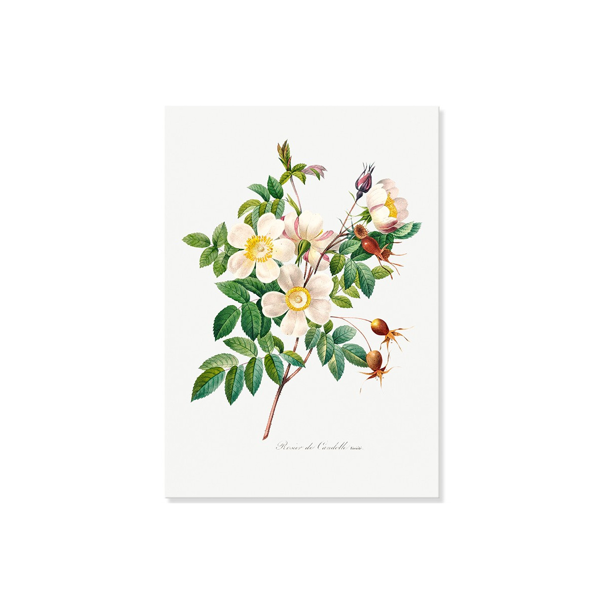 Постер "Botanical flowers"