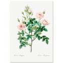 Постер "Botanical flowers"