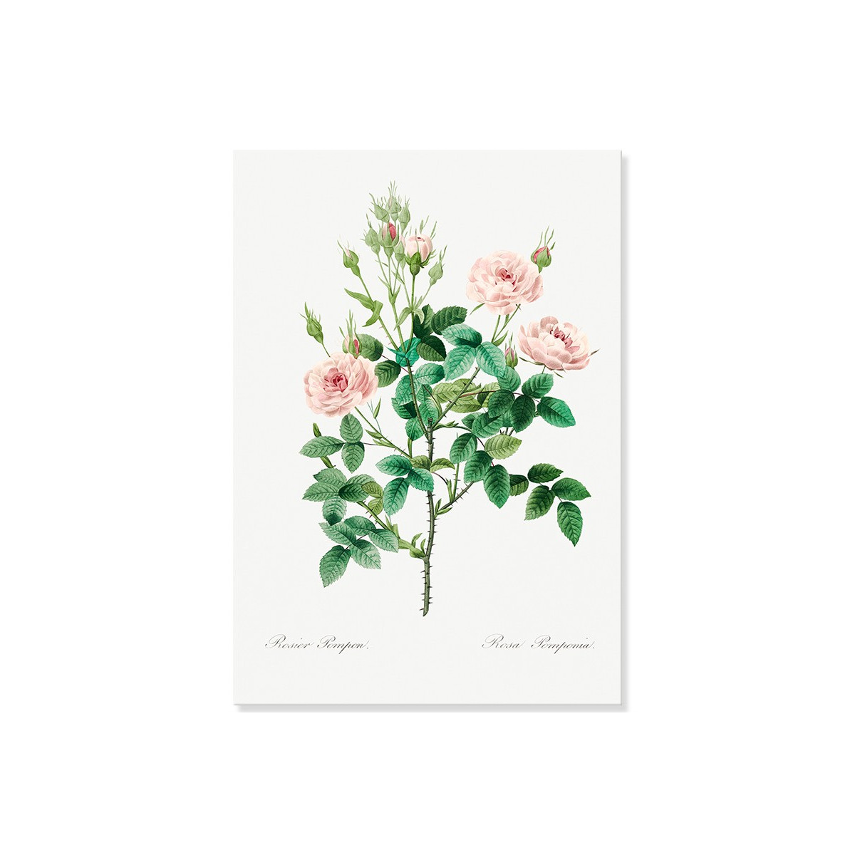 Постер "Botanical flowers"