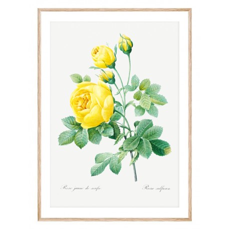 Постер "Botanical flowers"