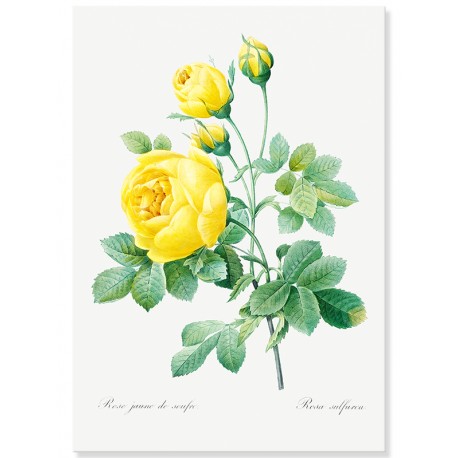 Постер "Botanical flowers"