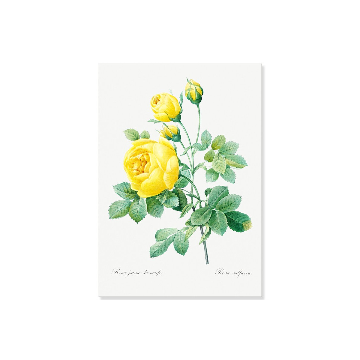 Постер "Botanical flowers"