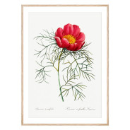 Постер "Botanical flowers"