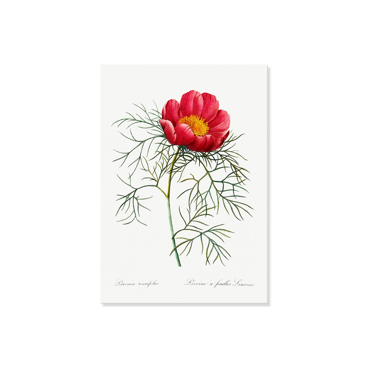 Постер "Botanical flowers"