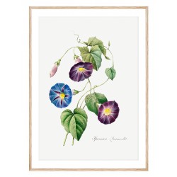 Постер "Botanical flowers"