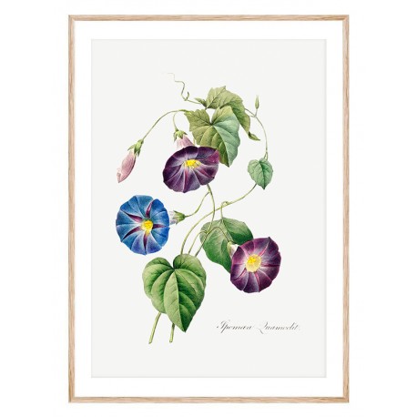 Постер "Botanical flowers"