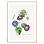 Постер "Botanical flowers"