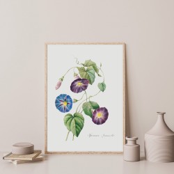 Постер "Botanical flowers"