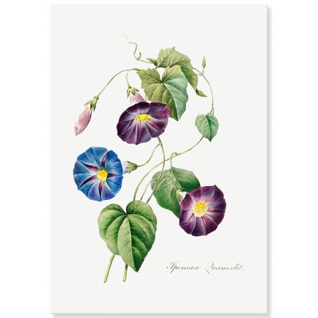 Постер "Botanical flowers"