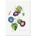 Постер "Botanical flowers"