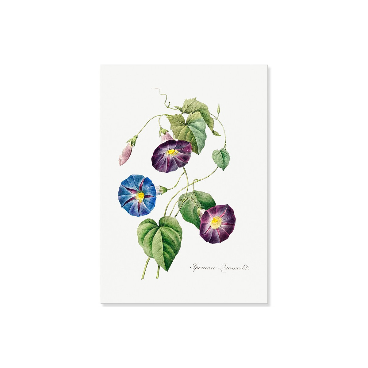Постер "Botanical flowers"
