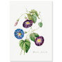 Постер "Botanical flowers"