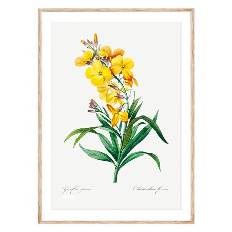 Постер "Botanical flowers"
